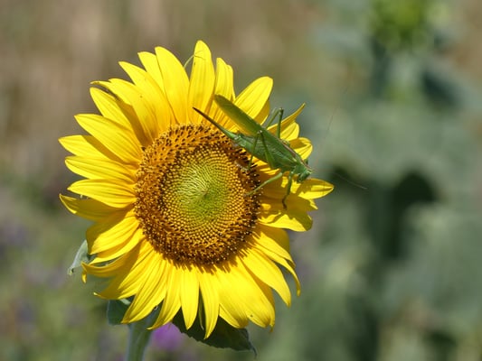 Großes Heupferd auf Sonnenblume. Aufnahme: K.Kilchling-Hink