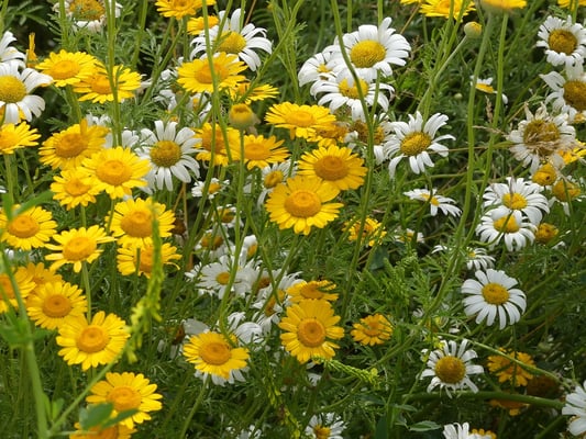 Blühaspekt Kamille & Färberkamille. Aufnahme K. Kilchling-Hink