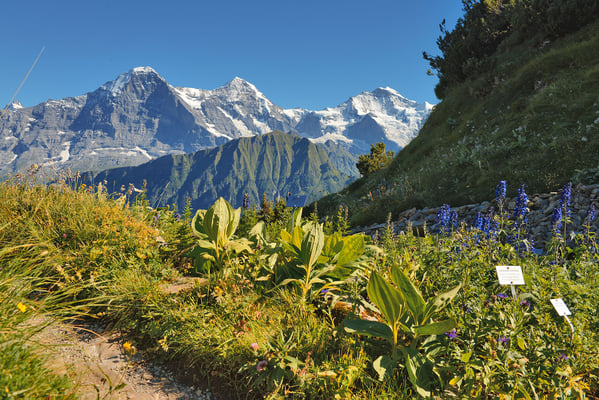 ©Alpengarten-Schynige-Platte