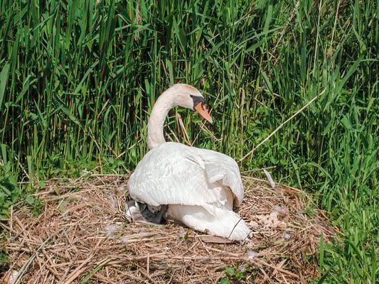 ©Montreux-Vevey-Tourisme