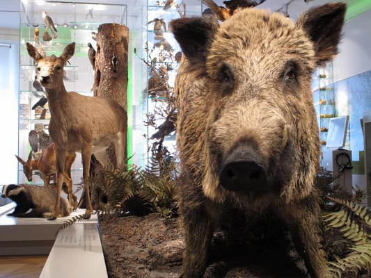 ©Naturmuseum Thurgau