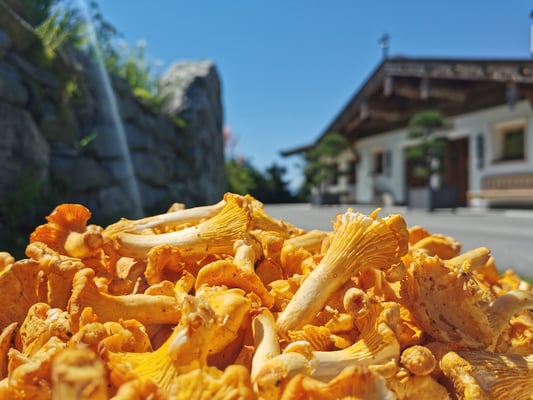 Erntefrische Eierschwammerl