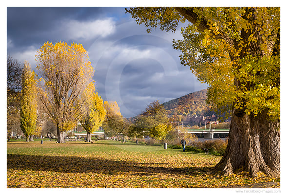 Archiv-Nr. hc2022154 | Neckarwiese mit Blick auf das Schloss