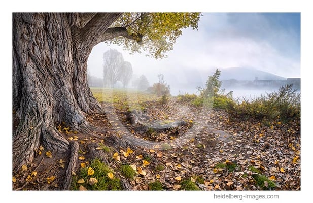 Archiv-Nr. hc2017162 / Neckarwiese im Herbst 