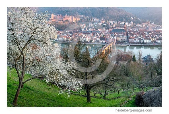Archiv-Nr. hc2014121 | Frühling in Heidelberg