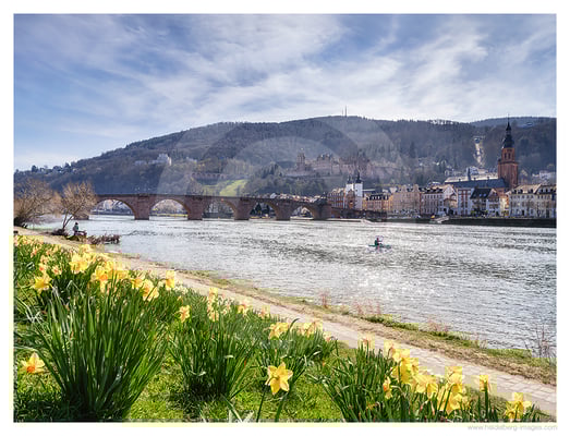 Archiv-Nr. hc2021154 | Narzissenblüten am Neckar 