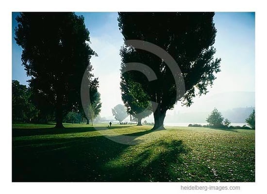 Archiv-Nr. hc2001124 | Sommermorgen an der Neckarwiese