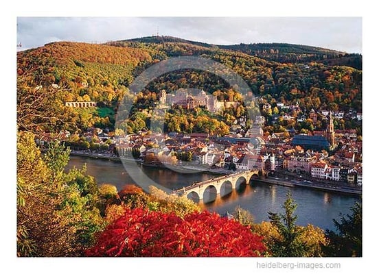 Archiv-Nr. hc94137 | Roter Busch am Philosophenweg