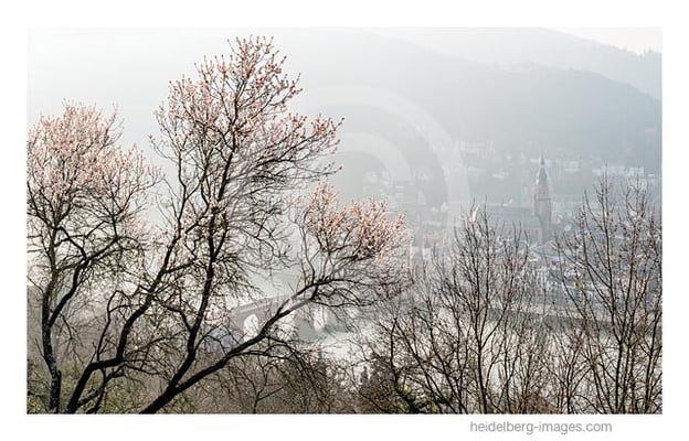  Archiv-Nr. hc2015116 | Frühling über der Altstadt