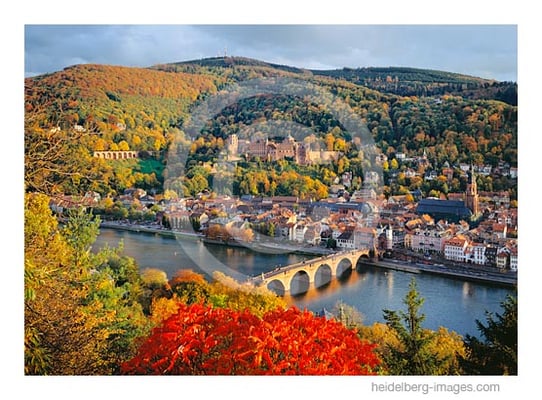 Archiv-Nr. 94137hc / Roter Busch am Philosophenweg