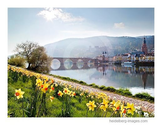 Archiv-Nr. hc2010123 | Heidelberg, Frühling an der Alten Brücke