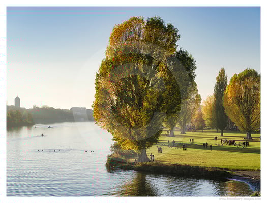 Archiv-Nr. hc2022148 | Neckarwiese 