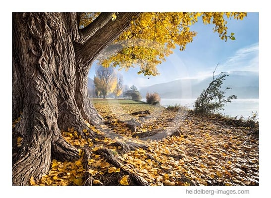 Archiv-Nr. hc2018136 | Heidelberger Neckarwiese