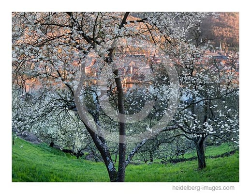 Archiv-Nr. hc2017116 | Baumblüte auf dem Heidelberger Schlangenweg 