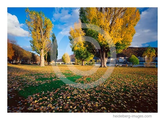 Archiv-Nr. hc2009240 / Neckarwiese in Neuenheim