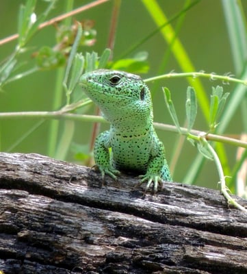 Zauneidechsen-Männchen © Karl Sauerbrey