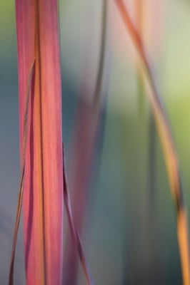 08 Rosenberg Sonja - Sicht ins Geheimnisvolle