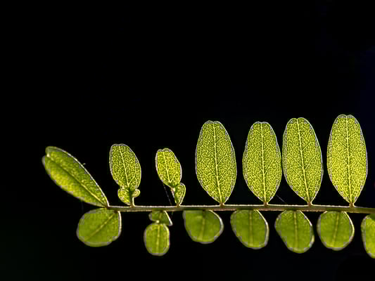 Balmer Pascal - Klare Nerven