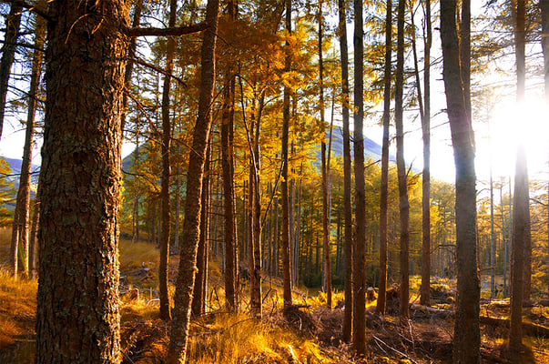 09 Krieg David - Herbstwald