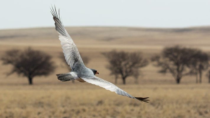 01 Buess Markus - Segler