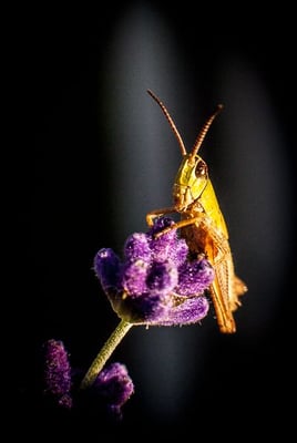 Showtime - Jallard Stefan - Wettb. MACRO 2012