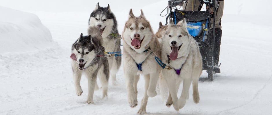 Schlittenhunderennen / Buess Markus