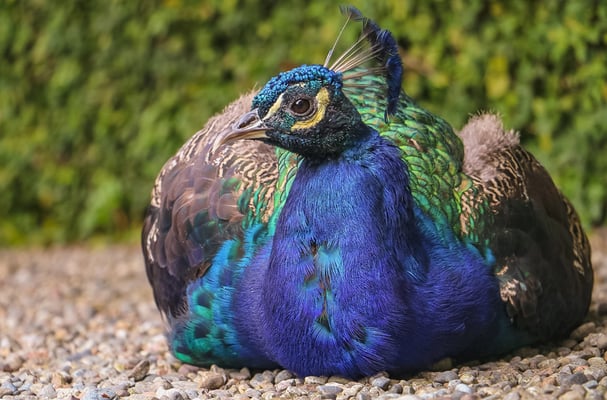 14 Piller Willi - Pavone seduto