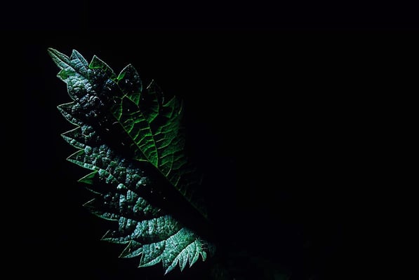 12  Radovanovic Mario - Das zwielichtige Blatt