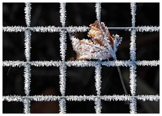 04  Piller Willi - Eisprinzessin1