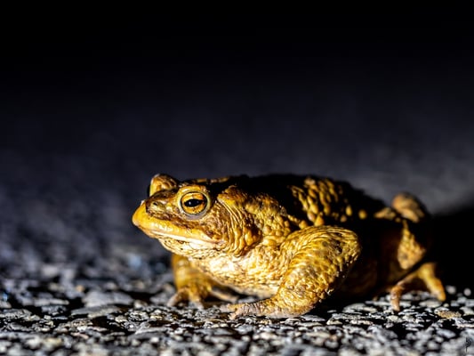 Foto: Pascal Balmer (Zum Schluss der Veranstaltung besuchten uns 3 Kröten, auf dem Weg zum Wasser)