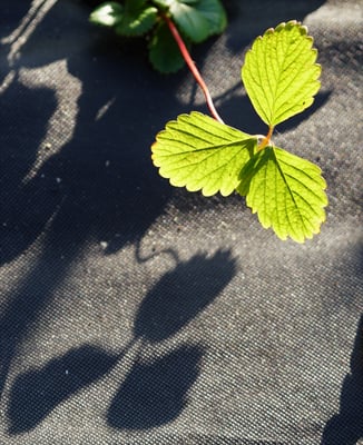 Zuercher Hans - Erdbeerblatt