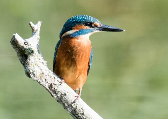 03 Berchtold Jürg - Eisvogel