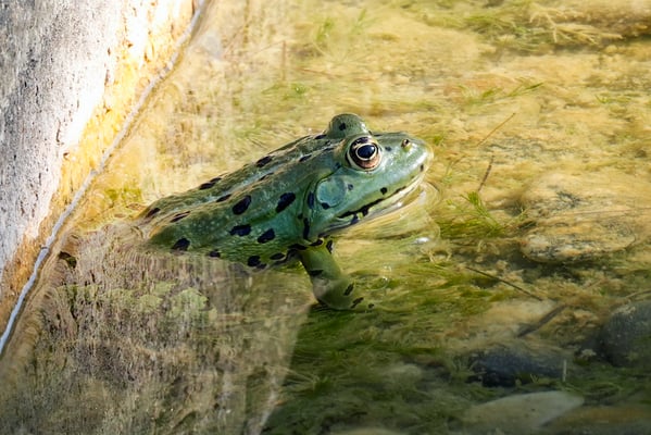  Frosch - Rosenberg Sonja