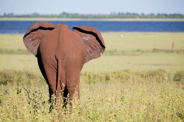 Foto: Rolf Hieringer...Kariba
