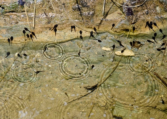 Berchtold Jürg - Schwarzwasser