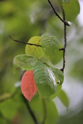 Neuhaus Bruno - Exot