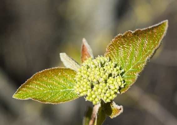 Berchtold Jürg - Leben