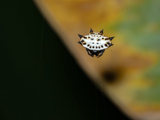  Gasteracantha cancriformis - Costa Rica - Pascal Balmer