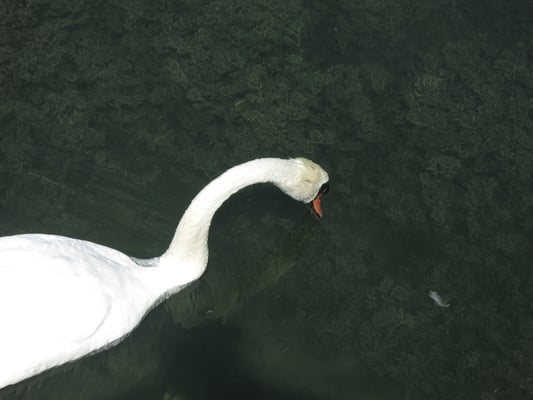 14 Egger Alice - Schwanensee.jpg