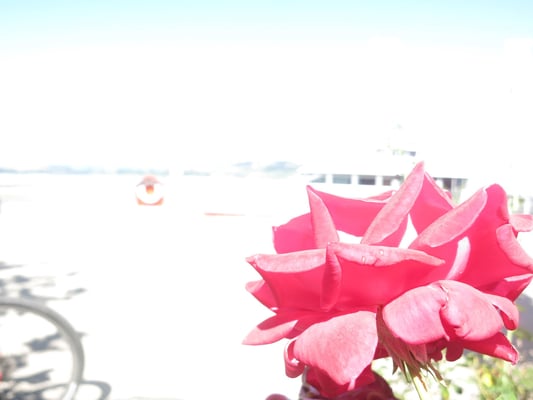 20 Bugmann Marvin - Seerose