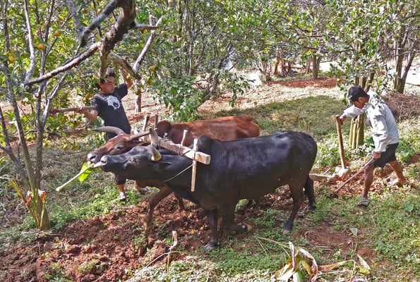 Foto: Hans Zürcher...Nepal