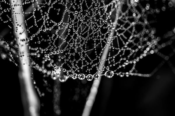 15 Balmer Pascal - Perlen Netz