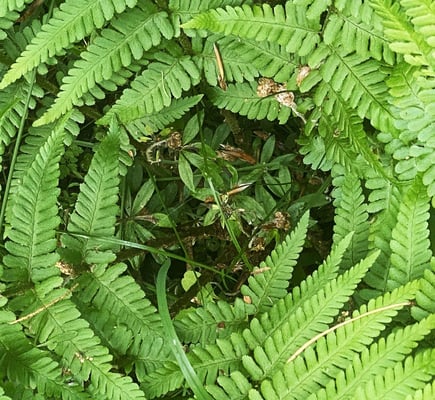 Zürcher Hans - Farn Loch