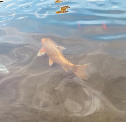 Radic Dragica - Goldene Fisch