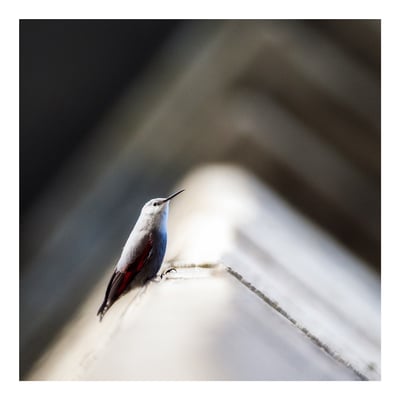 09 Balmer Pascal - Mauer-Läufer