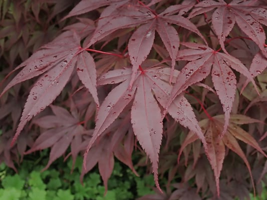 9-1 Radovanovic Mario