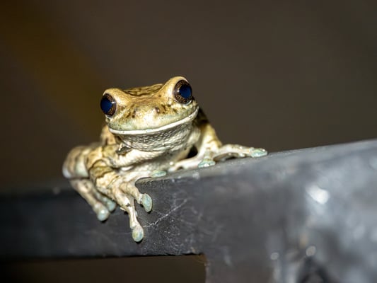  Trachycephalus typhonius - Costa Rica - Pascal Balmer