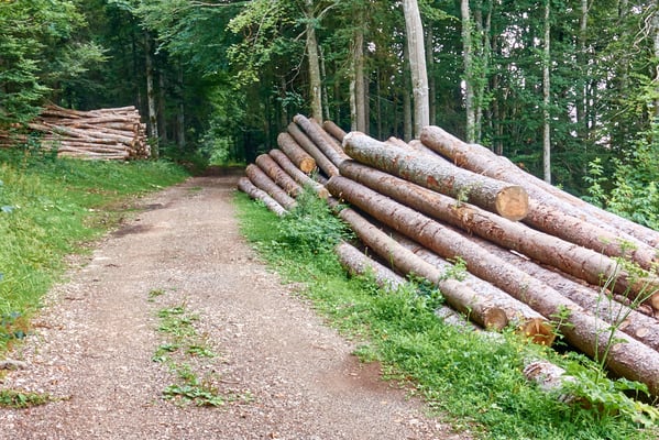 Blumer Emil - Holzweg