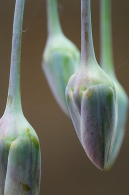  Prärielilie - Rosenberg Sonja