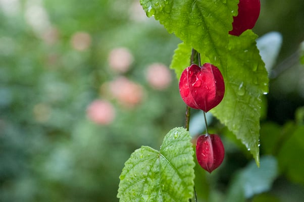 16  Krieg David - rote Laterne